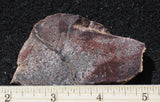 Dinosaur Bone Rock Slab 449