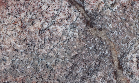 Dinosaur Bone Rock Slab 449