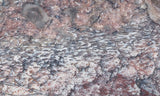 Dinosaur Bone Rock Slab 440