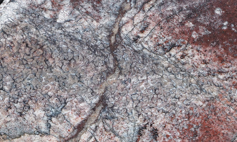 Dinosaur Bone Rock Slab 433