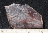 Dinosaur Bone Rock Slab 433