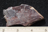 Dinosaur Bone Rock Slab 493