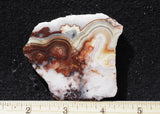 Mexican Crazy Lace Agate Rock Slab 498