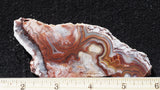 Mexican Crazy Lace Agate Rock Slab 488