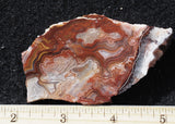 Mexican Crazy Lace Agate Rock Slab 415