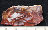 Mexican Crazy Lace Agate Rock Slab 413