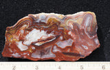 Mexican Crazy Lace Agate Rock Slab 413