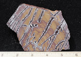 Sonoran Dendritic Rhyolite Rock Slab 469