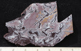 Sonoran Dendritic Rhyolite Rock Slab 469