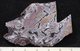 Sonoran Dendritic Rhyolite Rock Slab 488