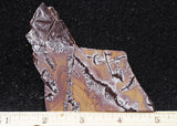 Sonoran Dendritic Rhyolite Rock Slab 461
