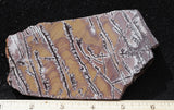 Sonoran Dendritic Rhyolite Rock Slab 496