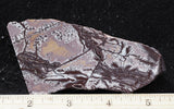 Sonoran Dendritic Rhyolite Rock Slab 493