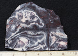 Exotica Jasper Rock slab 07