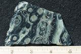 Kambaba Slab 65