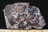 Paisley Agate Rock Slab 91