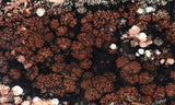 Bargain Bin E Slab 292