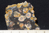 Galaxy Rhyolite Slab 270