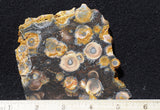 Galaxy Rhyolite Slab 270