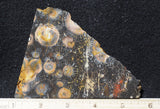 Galaxy Rhyolite Slab 265