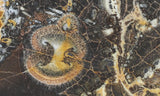 Galaxy Rhyolite Slab 258
