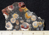 Galaxy Rhyolite Slab 263