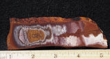 Bolo Jasper Slab 484