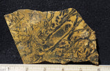 Yellow Feather Jasper Rock Slab 178