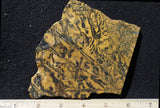 Yellow Feather Jasper Rock Slab 180