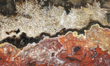 Mexican Crazy Lace Agate Rock Slab 454