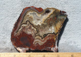 Mexican Crazy Lace Agate Rock Slab 485