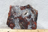 Mexican Crazy Lace Agate Rock Slab 399