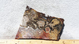 Mexican Crazy Lace Agate Rock Slab 462