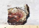 Mexican Crazy Lace Agate Rock Slab 457