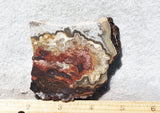 Mexican Crazy Lace Agate Rock Slab 457