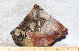 Mexican Crazy Lace Agate Rock Slab 456