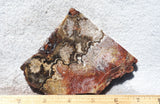 Mexican Crazy Lace Agate Rock Slab 456