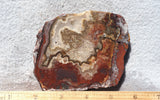 Mexican Crazy Lace Agate Rock Slab 402