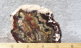 Mexican Crazy Lace Agate Rock Slab 452