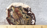 Mexican Crazy Lace Agate Rock Slab 452