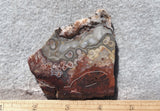 Mexican Crazy Lace Agate Rock Slab 391
