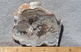 Laguna Lace Agate Rock Slab 446