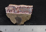 Forest Fire Plume Agate Rock Slab 19