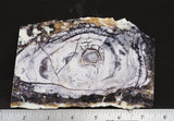 Tiffany Stone Rock Slab 0503