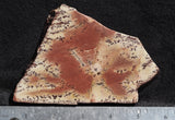 Owyhee Dendritic Jasper Slab 30