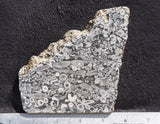 Crinoid Rock Slab 50