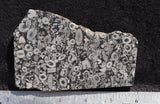 Crinoid Rock Slab 36