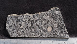 Crinoid Rock Slab 57