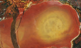 King Cobra Slab 231