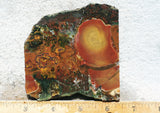 King Cobra Slab 231
